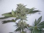 Fire Bubba